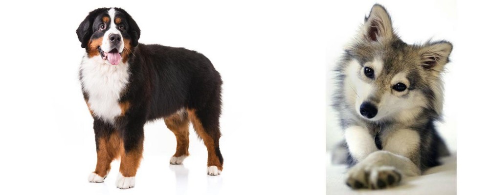 Miniature Siberian Husky vs Bernese Mountain Dog - Breed Comparison
