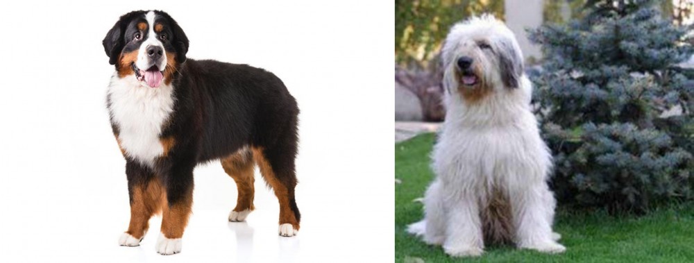 Mioritic Sheepdog vs Bernese Mountain Dog - Breed Comparison
