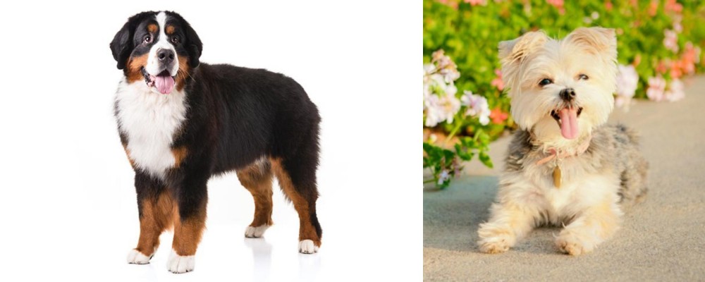 Morkie vs Bernese Mountain Dog - Breed Comparison