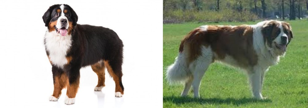 Moscow Watchdog vs Bernese Mountain Dog - Breed Comparison