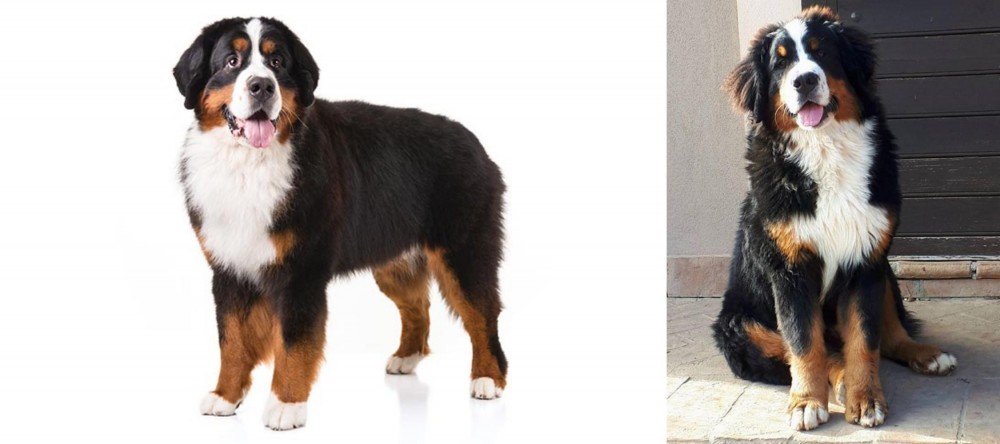 Mountain Burmese vs Bernese Mountain Dog - Breed Comparison