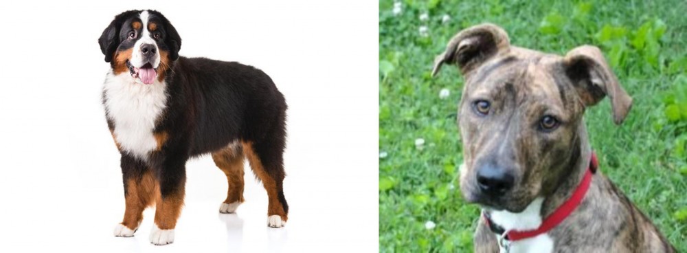 Mountain Cur vs Bernese Mountain Dog - Breed Comparison