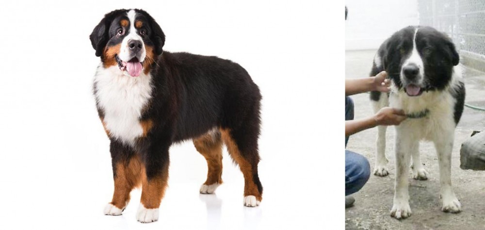 Mucuchies vs Bernese Mountain Dog - Breed Comparison