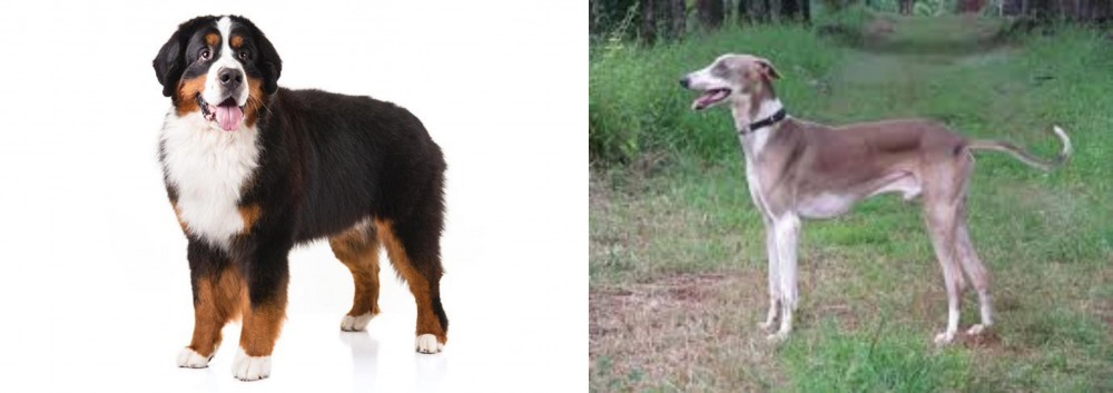 Mudhol Hound vs Bernese Mountain Dog - Breed Comparison