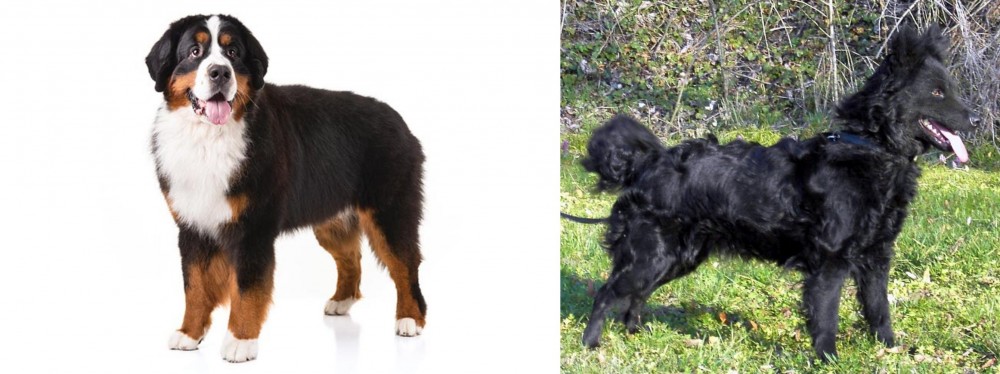 Mudi vs Bernese Mountain Dog - Breed Comparison