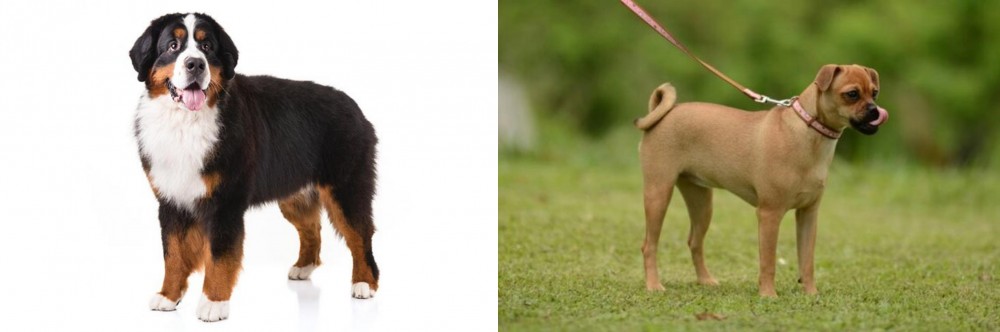 Muggin vs Bernese Mountain Dog - Breed Comparison