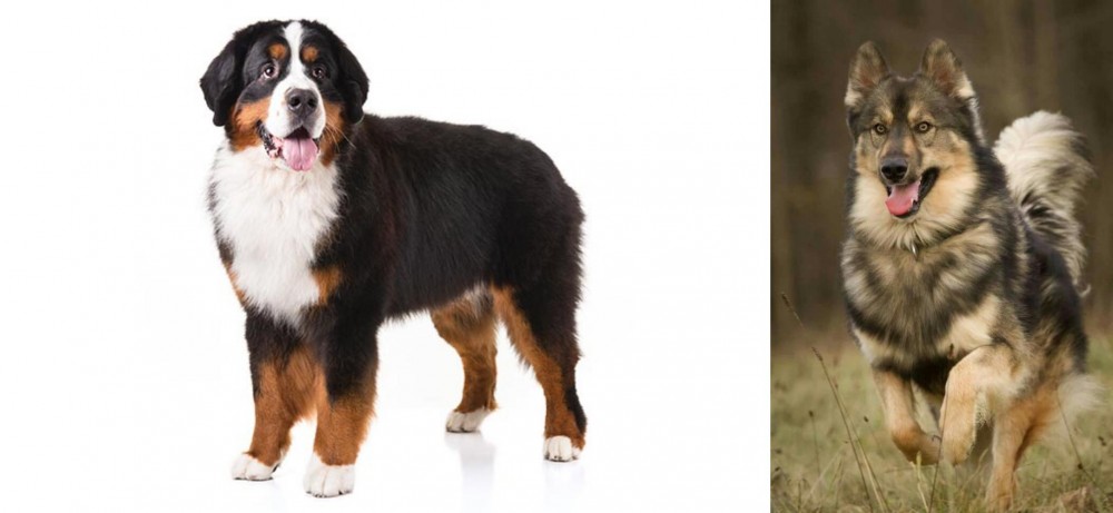 Native American Indian Dog vs Bernese Mountain Dog - Breed Comparison