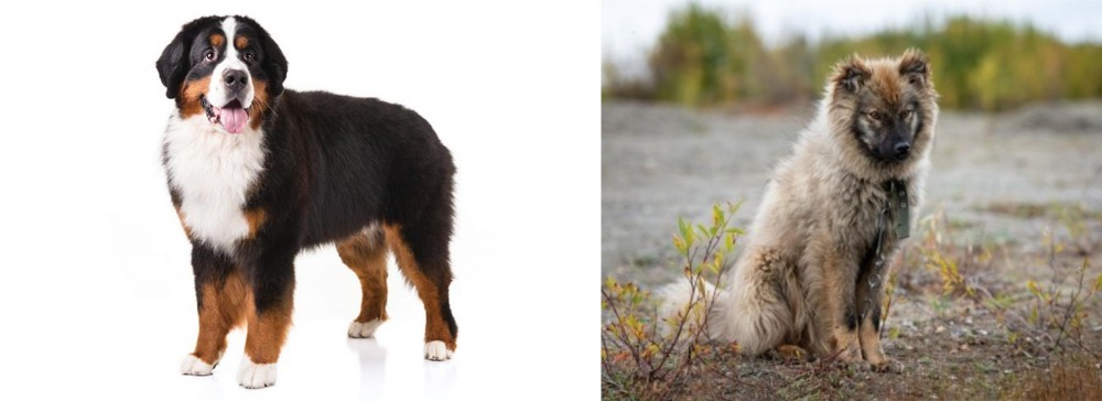 Nenets Herding Laika vs Bernese Mountain Dog - Breed Comparison