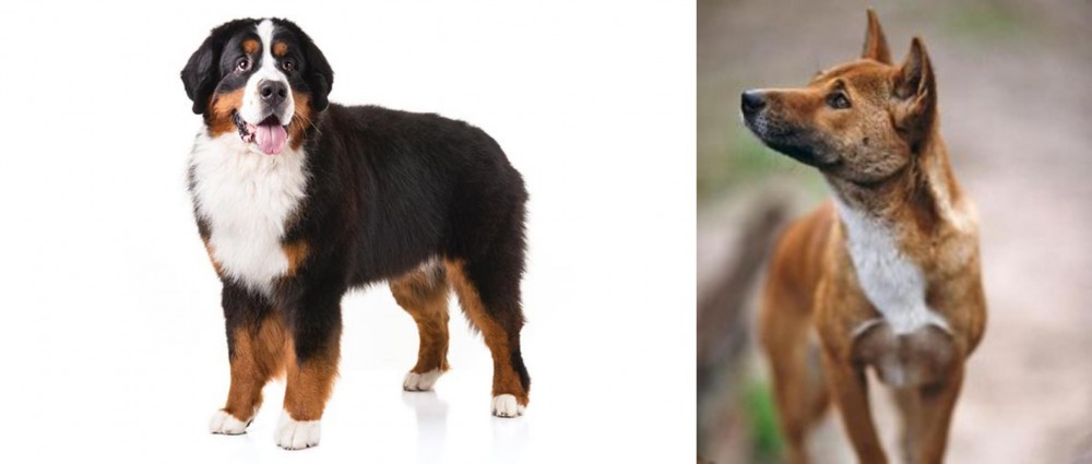 New Guinea Singing Dog vs Bernese Mountain Dog - Breed Comparison