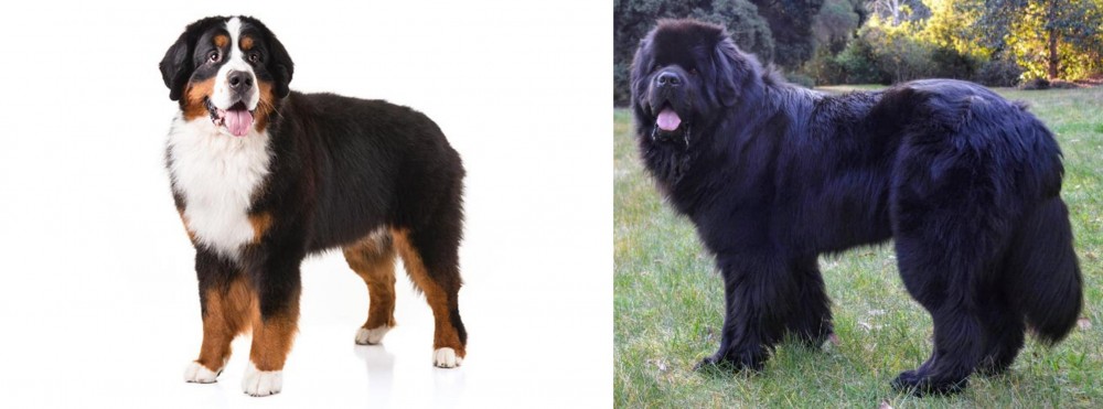 Newfoundland Dog vs Bernese Mountain Dog - Breed Comparison