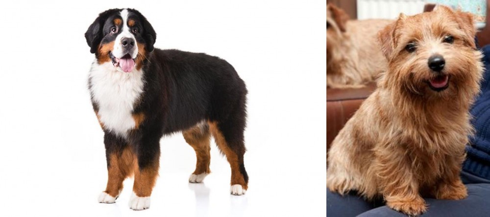 Norfolk Terrier vs Bernese Mountain Dog - Breed Comparison
