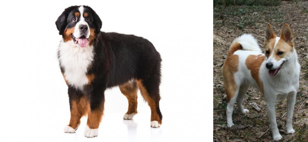 Norrbottenspets vs Bernese Mountain Dog - Breed Comparison