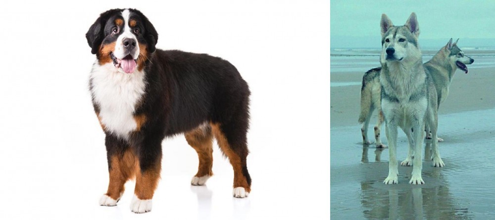 Northern Inuit Dog vs Bernese Mountain Dog - Breed Comparison