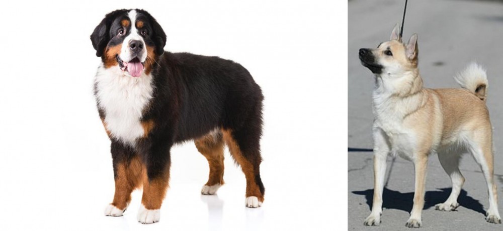 Norwegian Buhund vs Bernese Mountain Dog - Breed Comparison