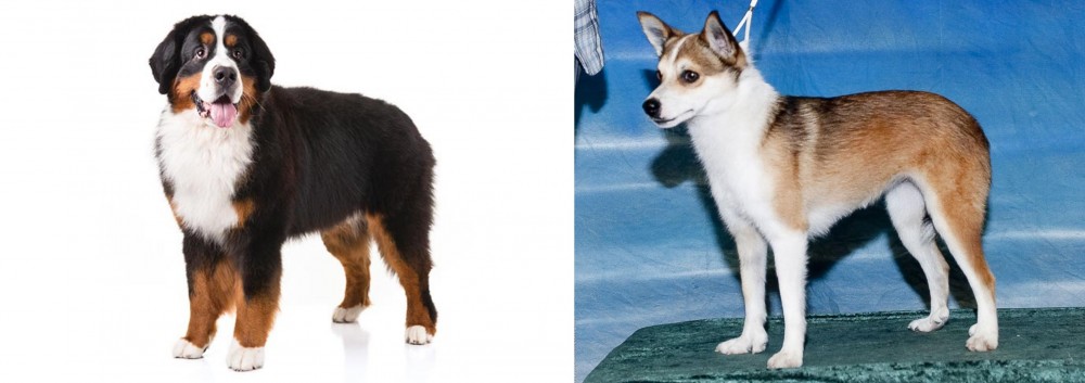 Norwegian Lundehund vs Bernese Mountain Dog - Breed Comparison