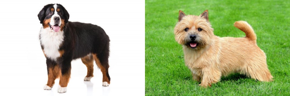 Nova Scotia Duck-Tolling Retriever vs Bernese Mountain Dog - Breed Comparison