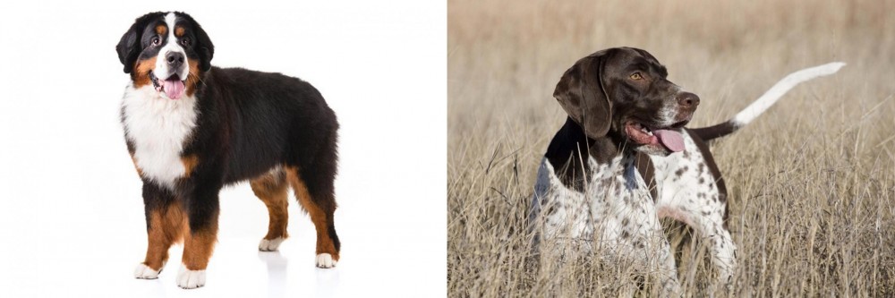 Old Danish Pointer vs Bernese Mountain Dog - Breed Comparison