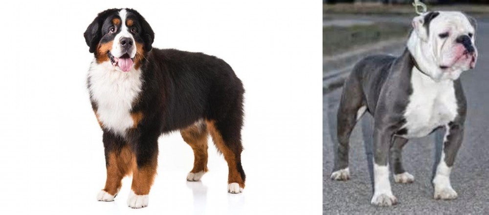 Old English Bulldog vs Bernese Mountain Dog - Breed Comparison