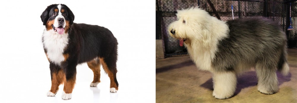 Old English Sheepdog vs Bernese Mountain Dog - Breed Comparison
