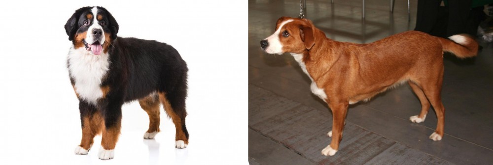 Osterreichischer Kurzhaariger Pinscher vs Bernese Mountain Dog - Breed Comparison