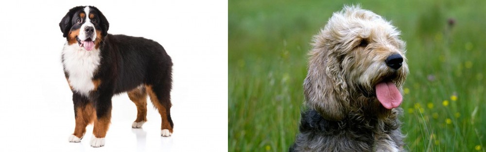 Otterhound vs Bernese Mountain Dog - Breed Comparison