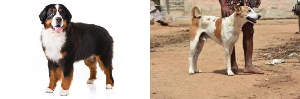 Pandikona vs Bernese Mountain Dog - Breed Comparison