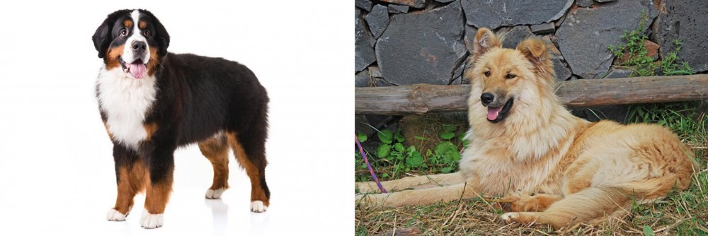 Pastor Garafiano vs Bernese Mountain Dog - Breed Comparison
