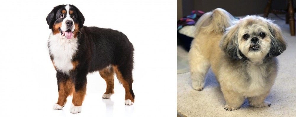 PekePoo vs Bernese Mountain Dog - Breed Comparison