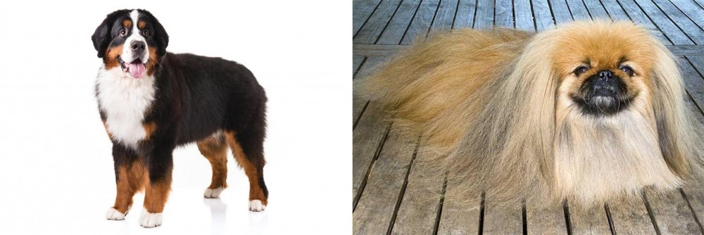 Pekingese vs Bernese Mountain Dog - Breed Comparison