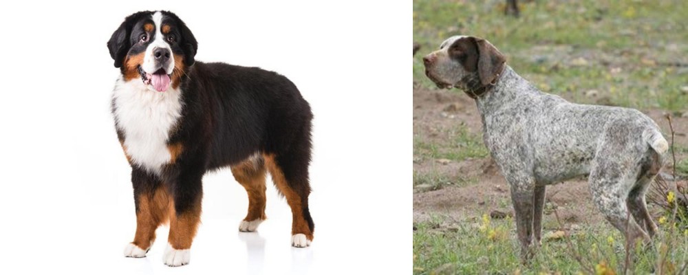 Perdiguero de Burgos vs Bernese Mountain Dog - Breed Comparison