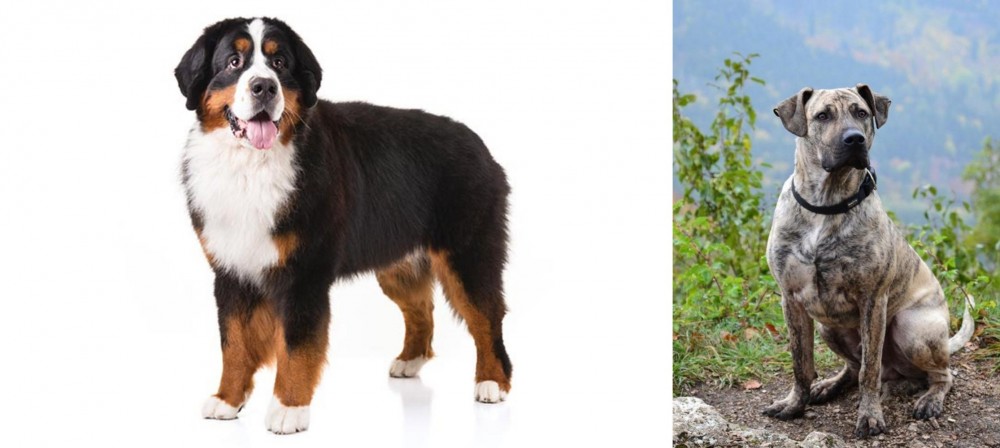 Perro Cimarron vs Bernese Mountain Dog - Breed Comparison