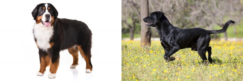 Perro de Pastor Mallorquin vs Bernese Mountain Dog - Breed Comparison