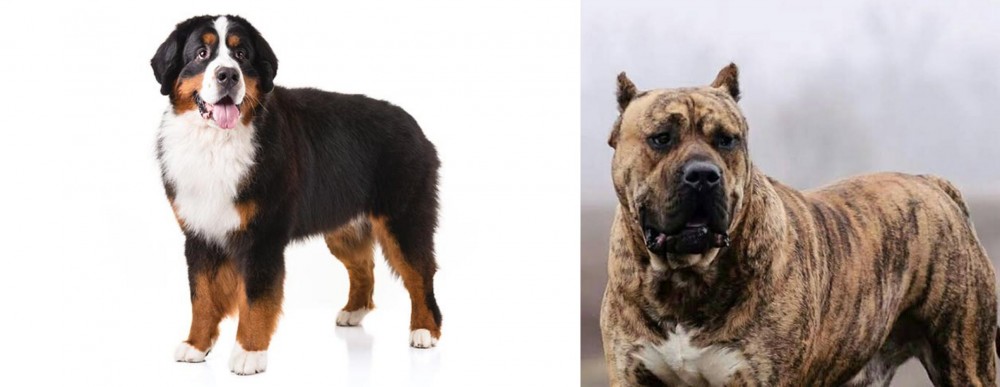 Perro de Presa Canario vs Bernese Mountain Dog - Breed Comparison