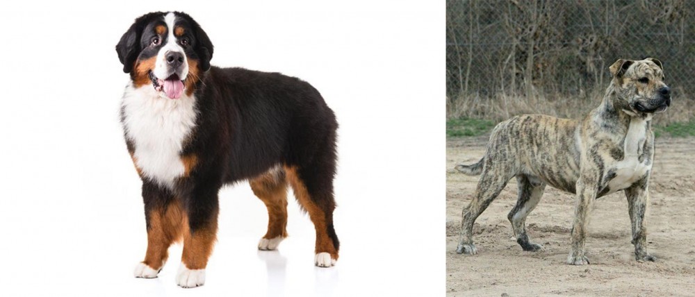 Perro de Presa Mallorquin vs Bernese Mountain Dog - Breed Comparison