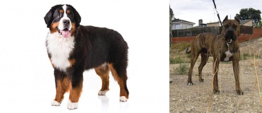 Perro de Toro vs Bernese Mountain Dog - Breed Comparison