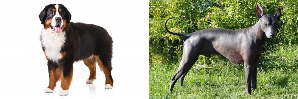 Peruvian Hairless vs Bernese Mountain Dog - Breed Comparison