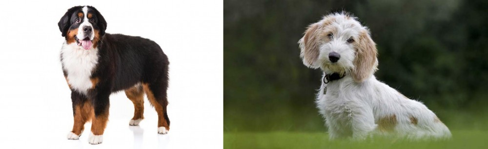 Petit Basset Griffon Vendeen vs Bernese Mountain Dog - Breed Comparison