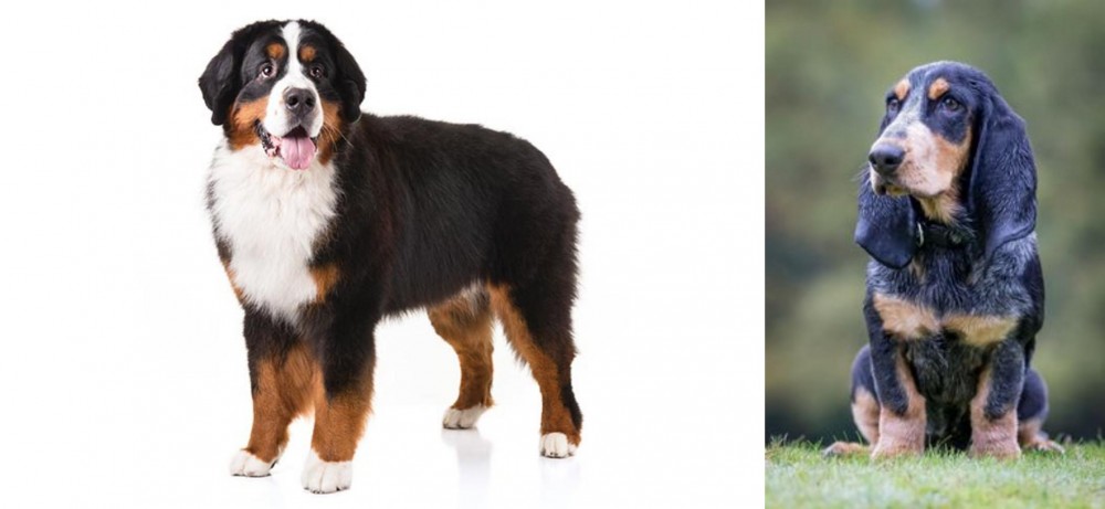 Petit Bleu de Gascogne vs Bernese Mountain Dog - Breed Comparison
