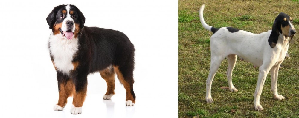 Petit Gascon Saintongeois vs Bernese Mountain Dog - Breed Comparison