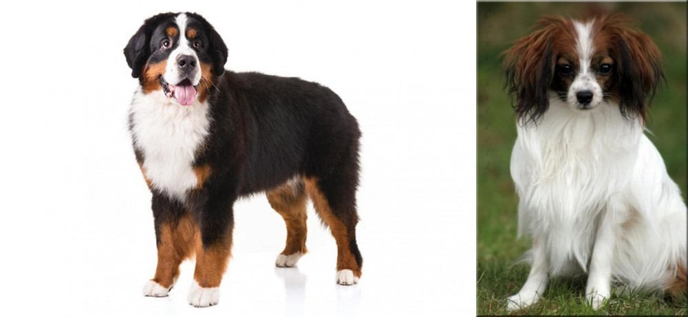 Phalene vs Bernese Mountain Dog - Breed Comparison