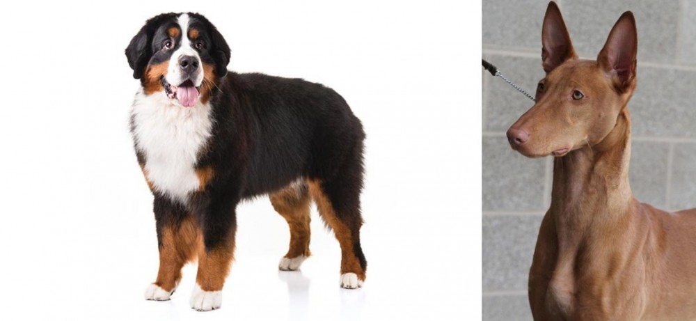 Pharaoh Hound vs Bernese Mountain Dog - Breed Comparison