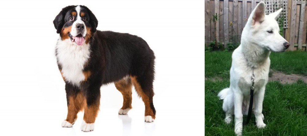 Phung San vs Bernese Mountain Dog - Breed Comparison