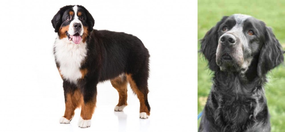 Picardy Spaniel vs Bernese Mountain Dog - Breed Comparison