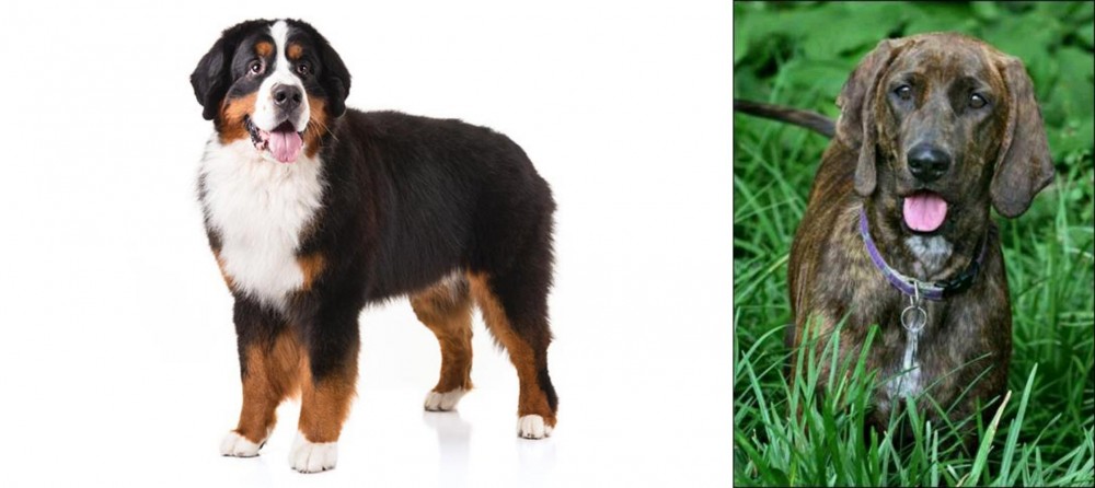 Plott Hound vs Bernese Mountain Dog - Breed Comparison