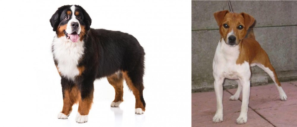 Plummer Terrier vs Bernese Mountain Dog - Breed Comparison