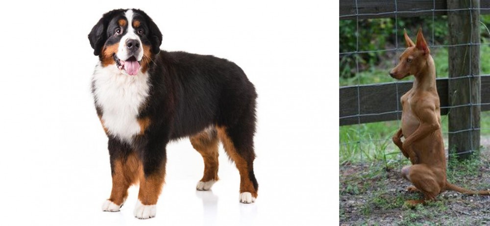 Podenco Andaluz vs Bernese Mountain Dog - Breed Comparison