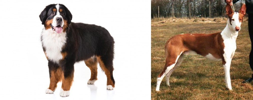 Podenco Canario vs Bernese Mountain Dog - Breed Comparison
