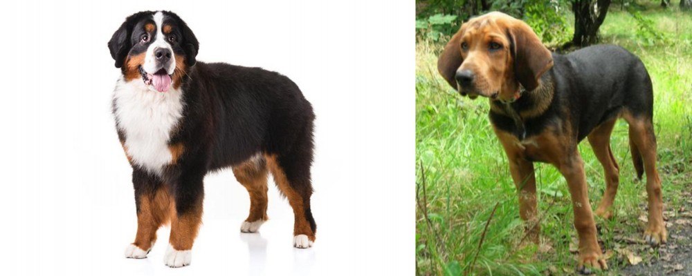 Polish Hound vs Bernese Mountain Dog - Breed Comparison