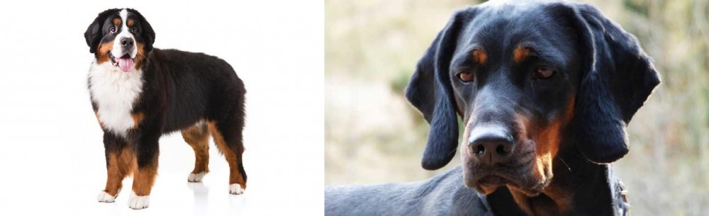 Polish Hunting Dog vs Bernese Mountain Dog - Breed Comparison