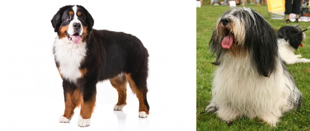 Polish Lowland Sheepdog vs Bernese Mountain Dog - Breed Comparison